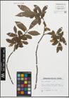Foto von Salix pentandra L.